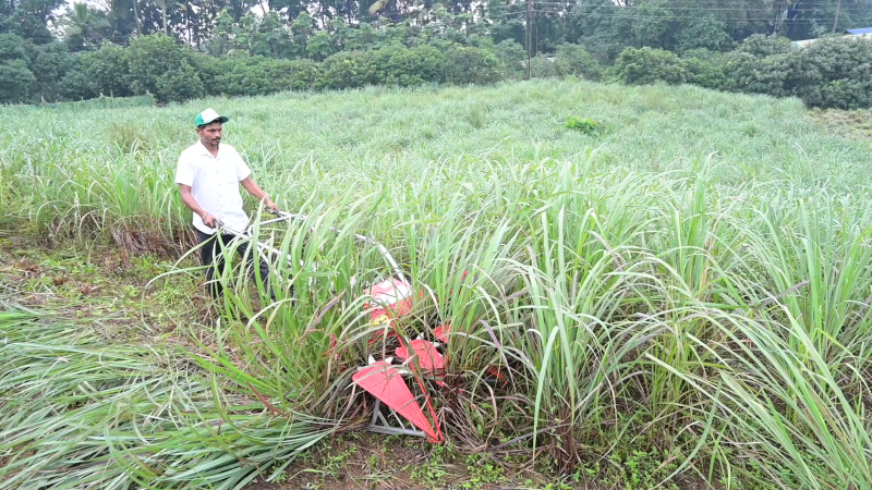 KVK Revives Lemon Grass Cultivation in Ernakulam district